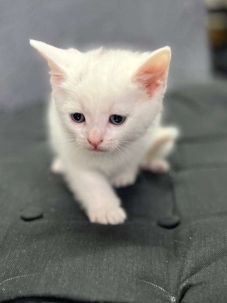 Kittens