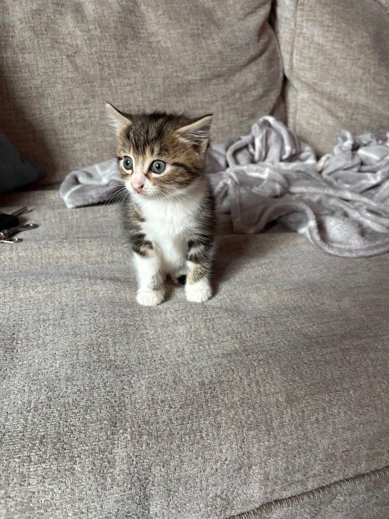 Kittens for sale 