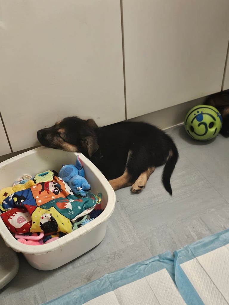 German Shepherds Boy