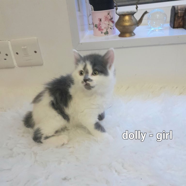  Bi colour white and blue kittens siamese/british shorthair/mix