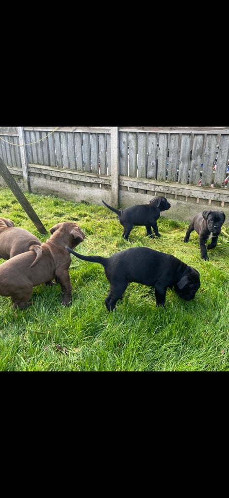 Cane corso x presa canario pups