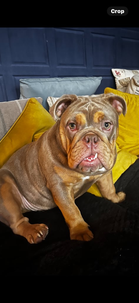 image for Stunning English bulldog MATILDA