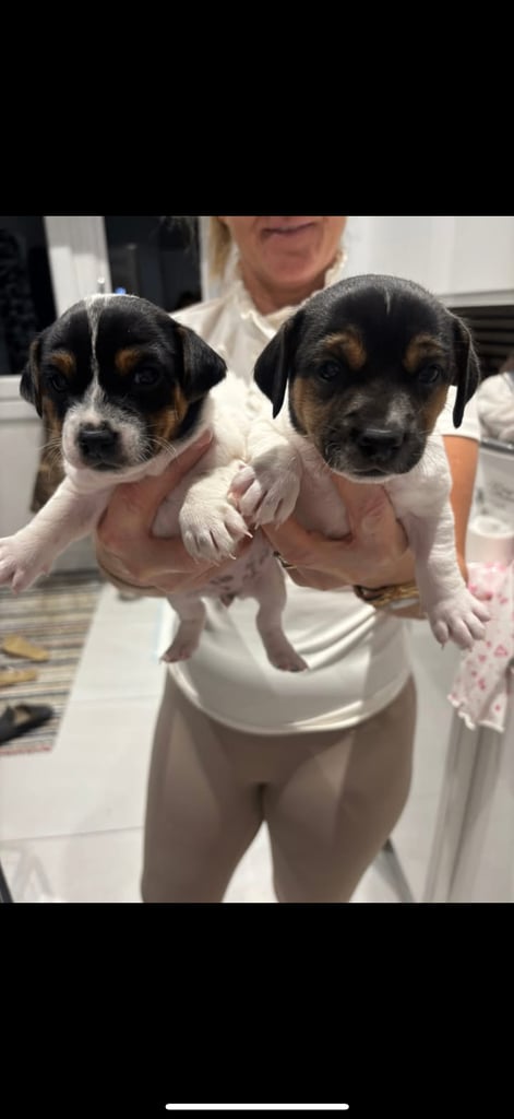 Jack Russell Puppies For Sale