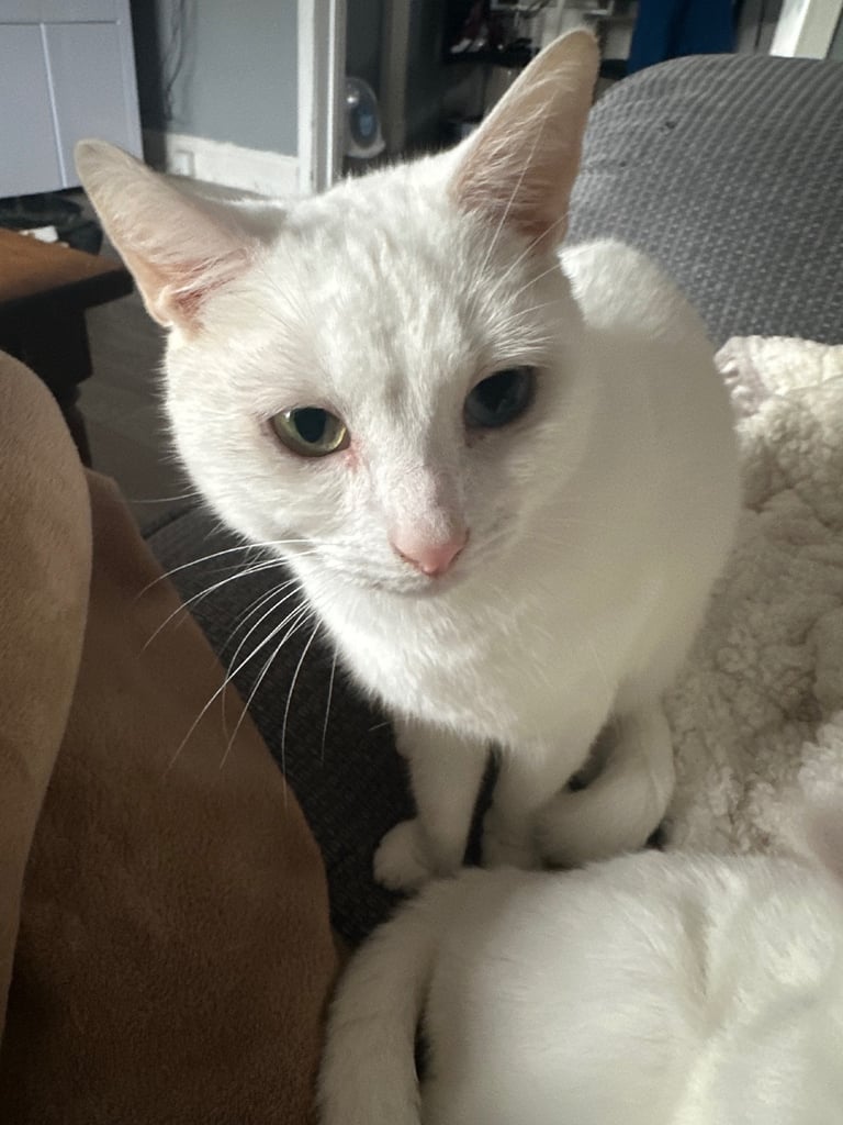Pair of bonded white cats 