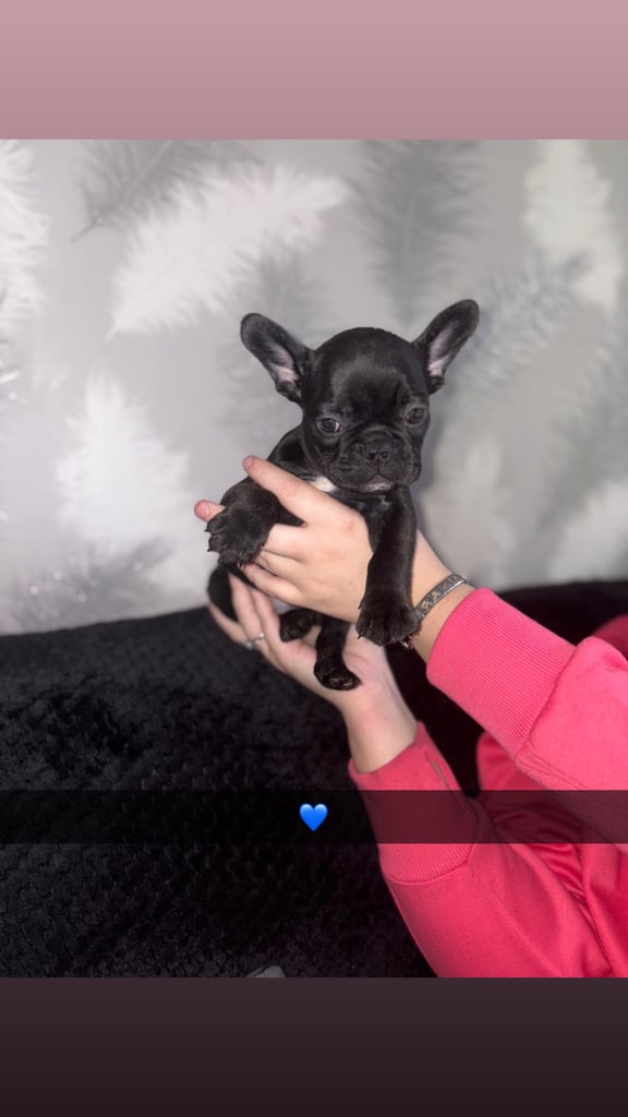5 beautiful French bulldog puppy’s 