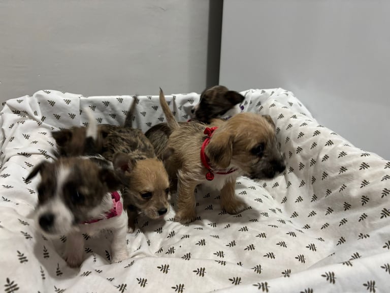 Jack russle puppies 