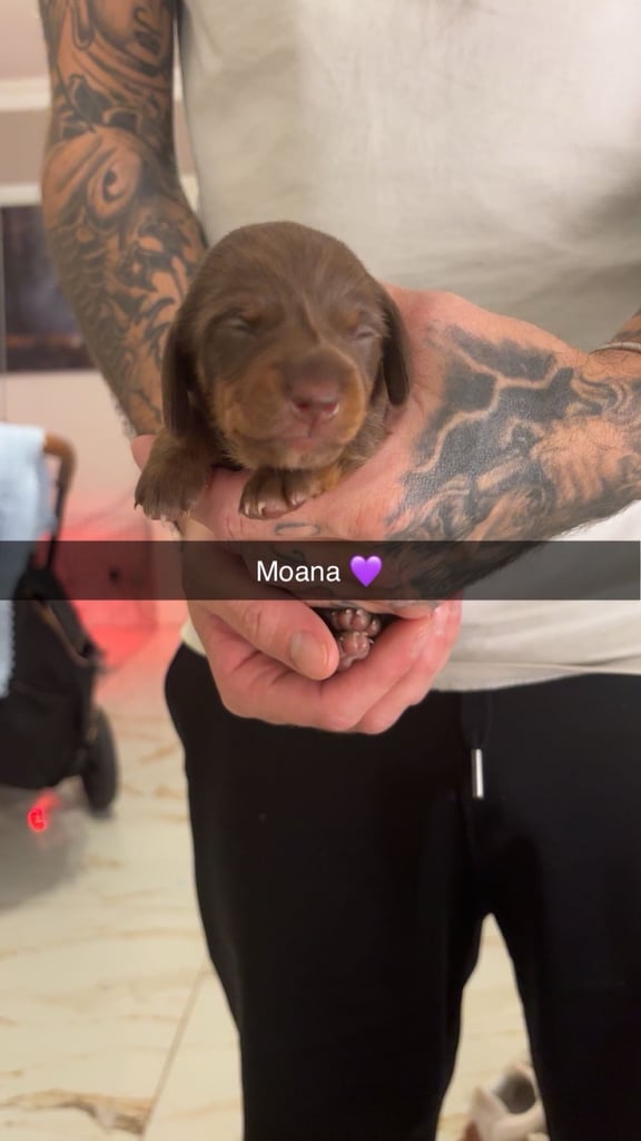 Miniature dachshund for sale £1200