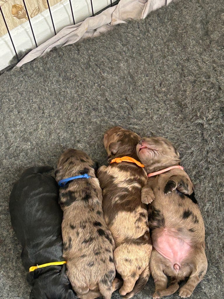 image for Cockerpoo puppy’s 