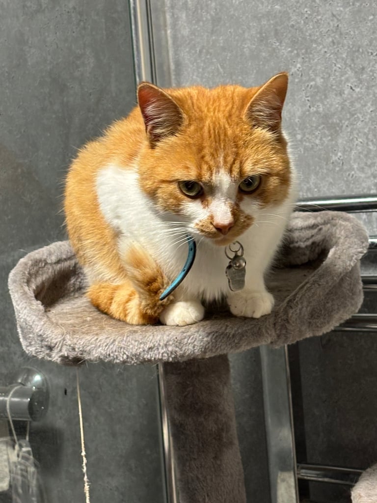 Cats for sale 