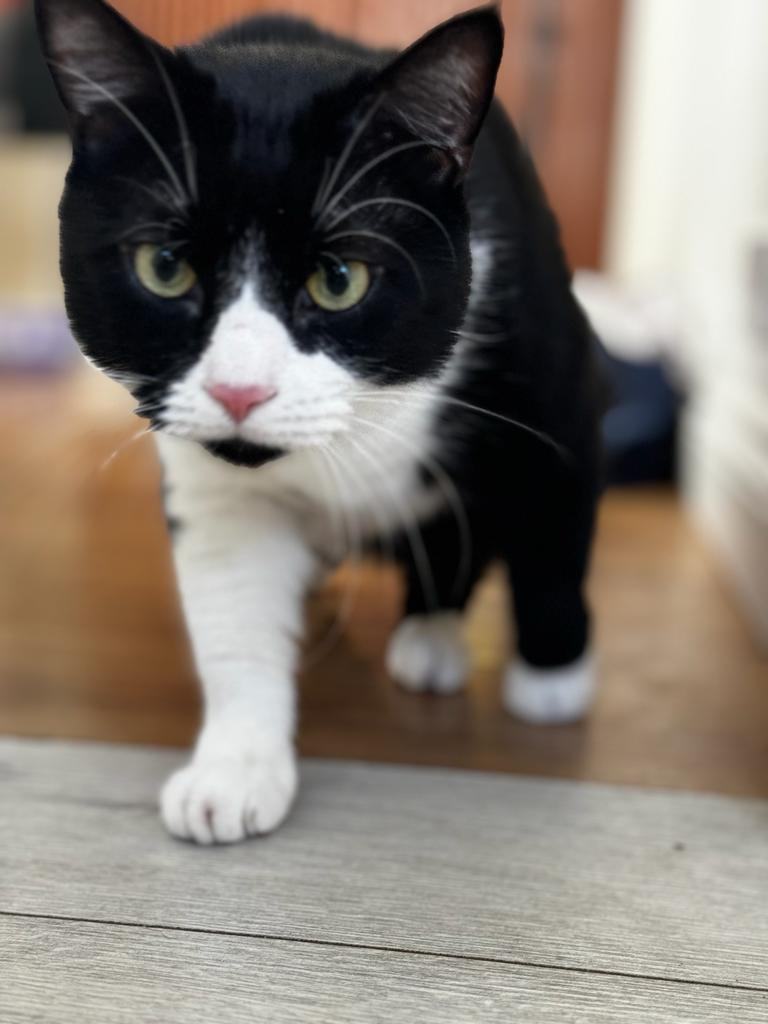 2 Tuxedo Male cats [3y] looking new home ASAP