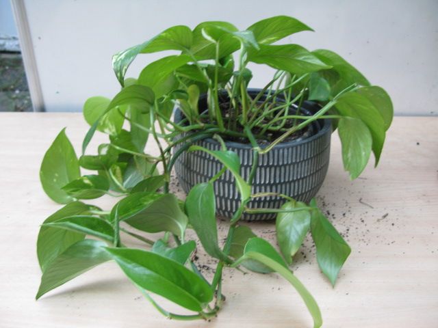 image for Pothos ( Epipremnum Aureum ) plant for sale