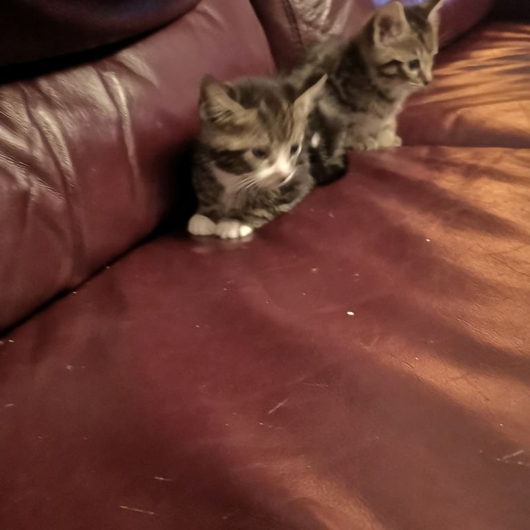 4 lovely kittens for sale 