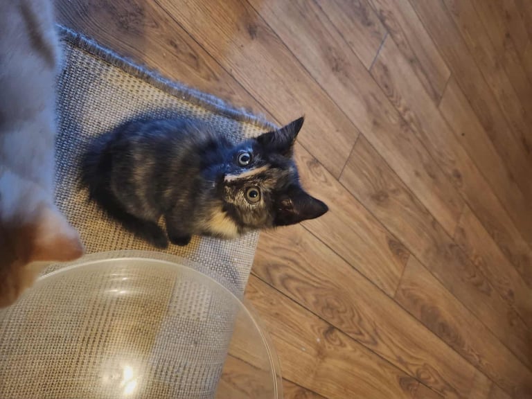 8 kittens looking for new homes