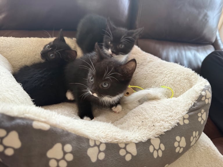 image for Kittens 