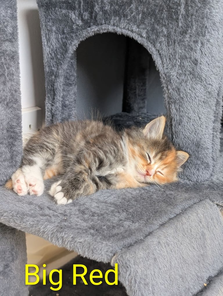 6 Beautiful Kittens - ONE AVAILABLE 