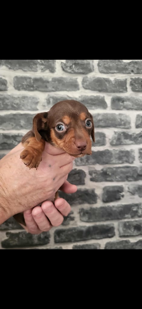 Miniature dachshund puppy 