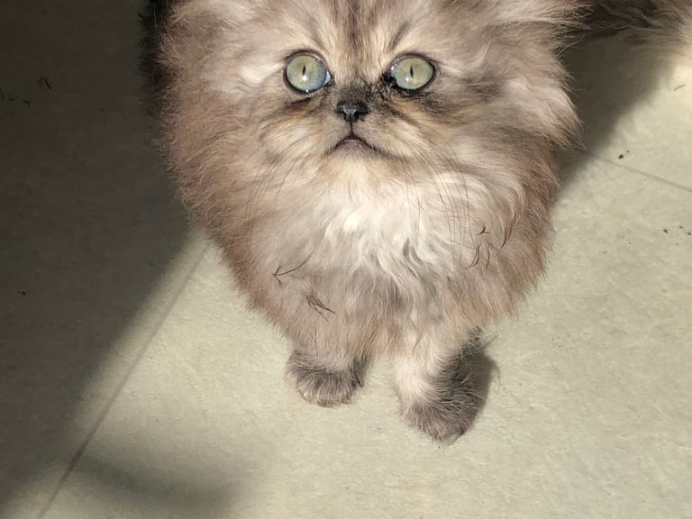 Stunning Persian kittens 