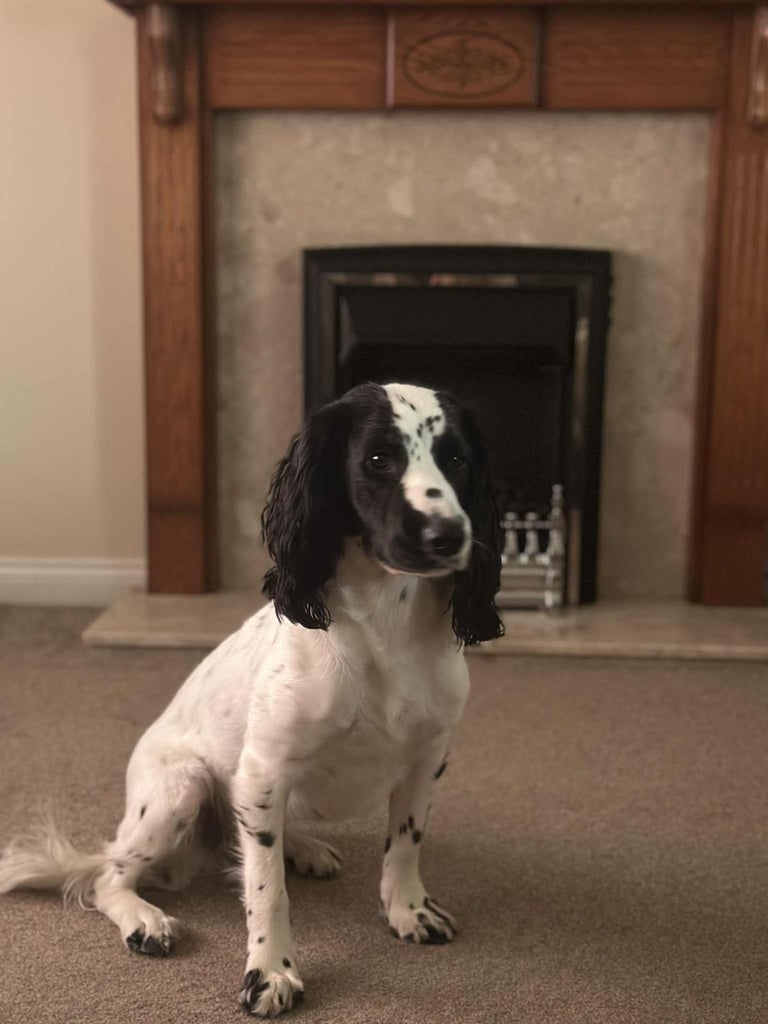 Excellent cocker spaniel puppies 🐾