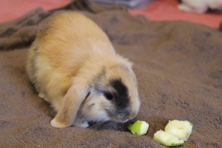 Baby mini lop rabbits