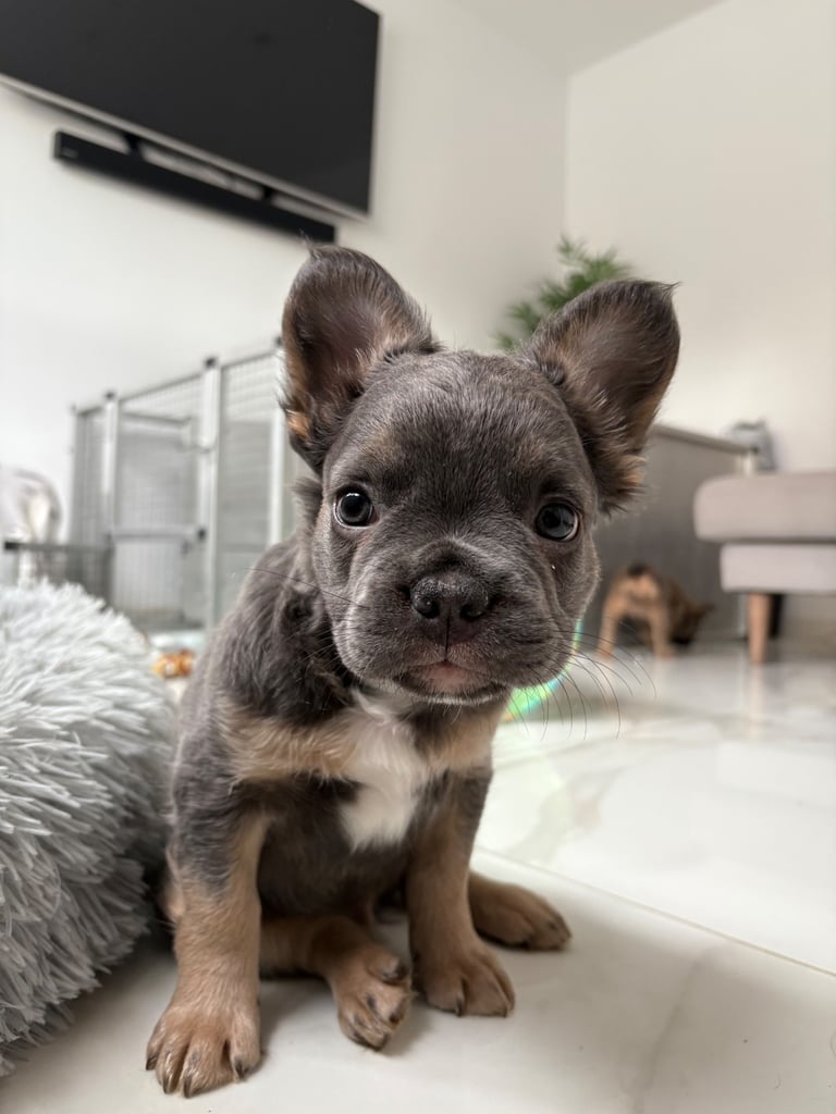 1 Full-Fluffy French Bulldogs FOR SALE