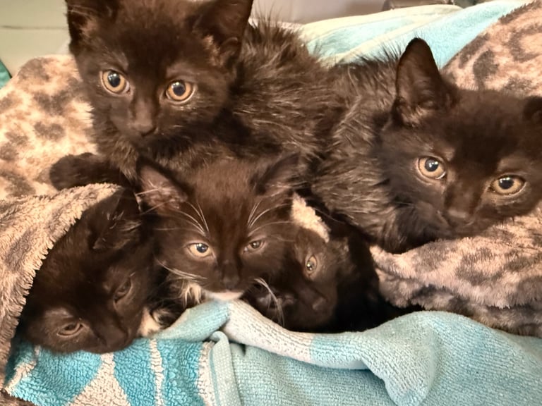 5 kittens for sale 4 girls 1 boy