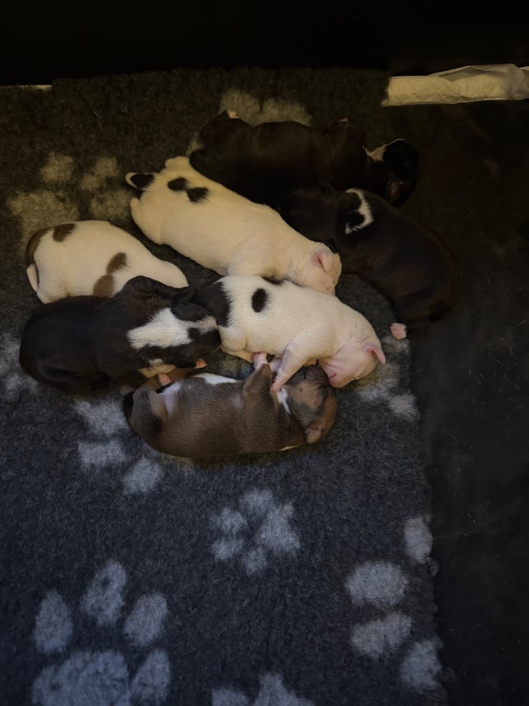 Staffordshire bull terrier puppies