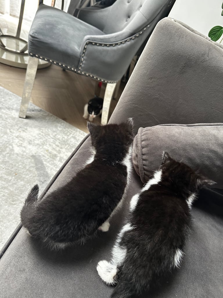 Beautiful Domestic Cats – Mum, Dad & 3 Adorable Kittens (2 Boys, 1 Girl)
