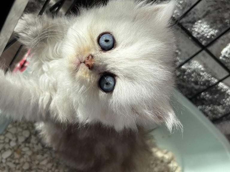 image for Pure chinchilla doll face kittens, ready this week