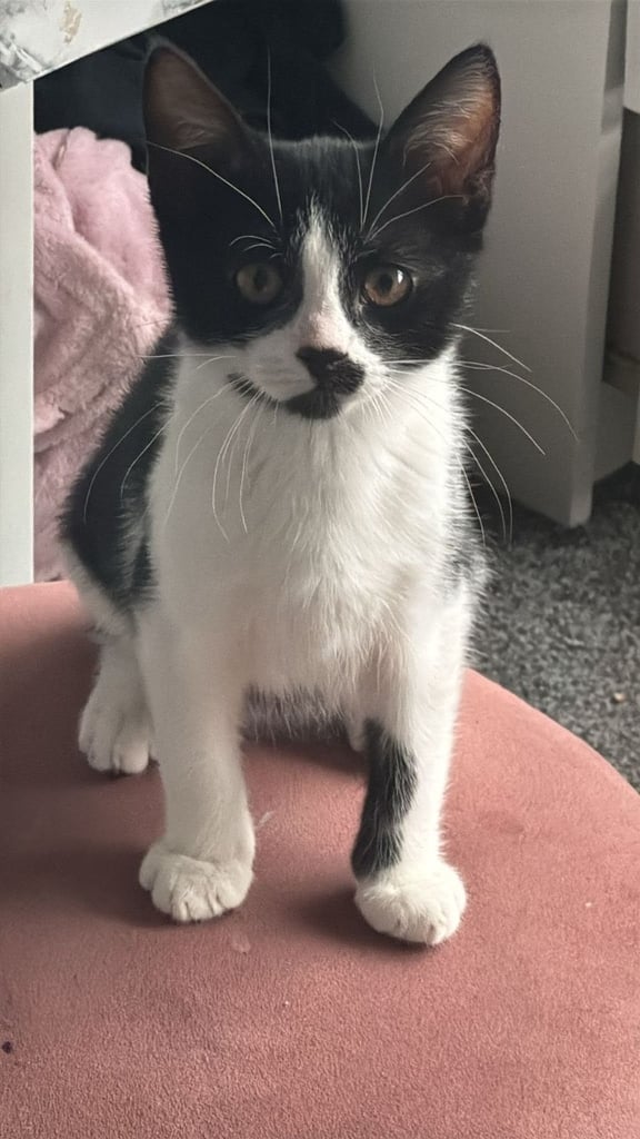 image for Kitten for sale 
