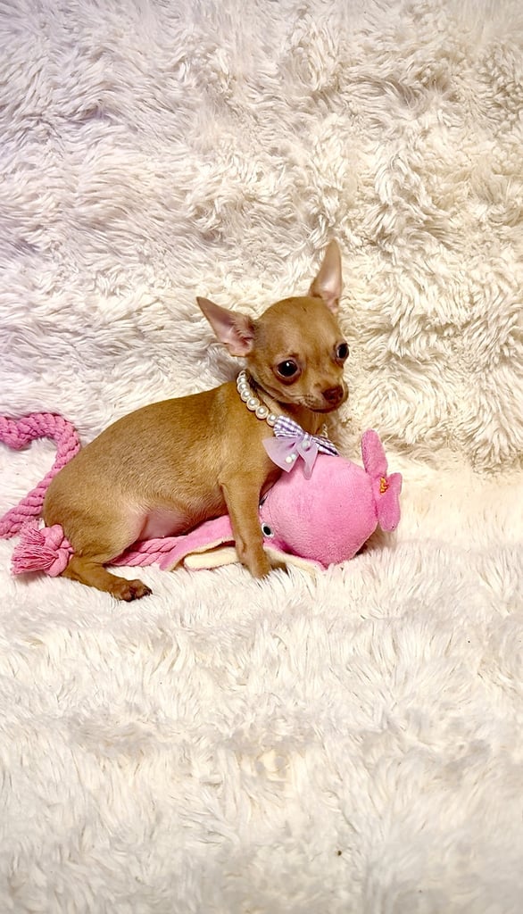 Beautiful chihuahua puppies 