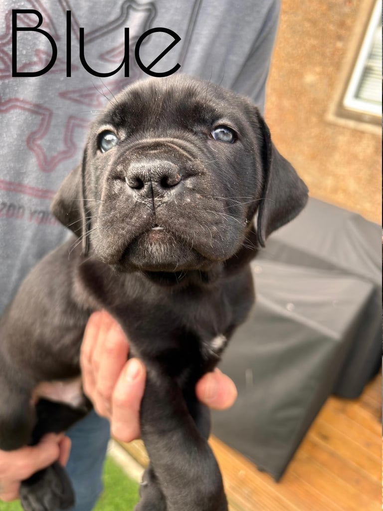 Cane Corso x