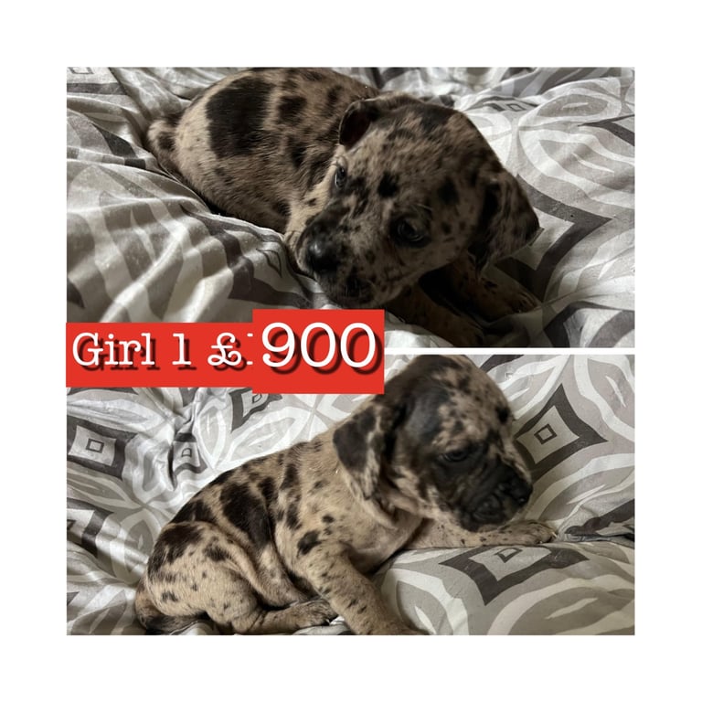 Stunning staffy X cane corso puppies 