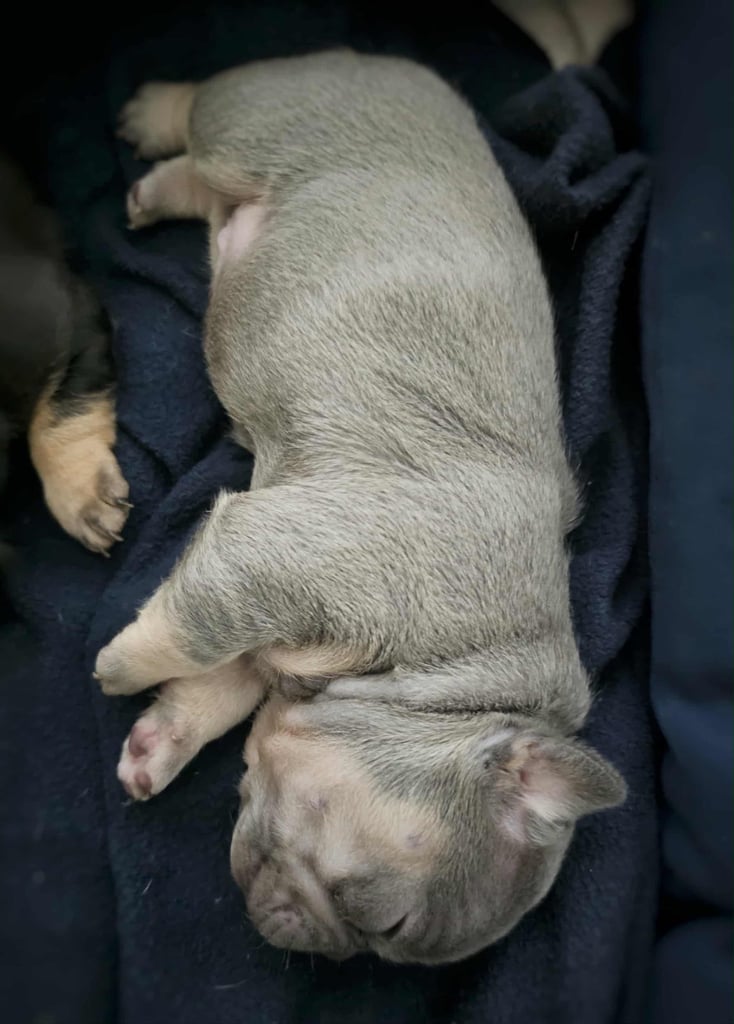 Generational Health tested French Bulldog Puppies (Only one boy and One Girl Left)
