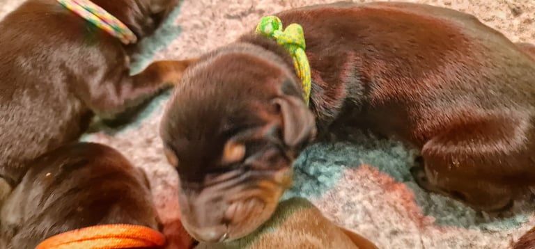 Top Line Doberman Puppies