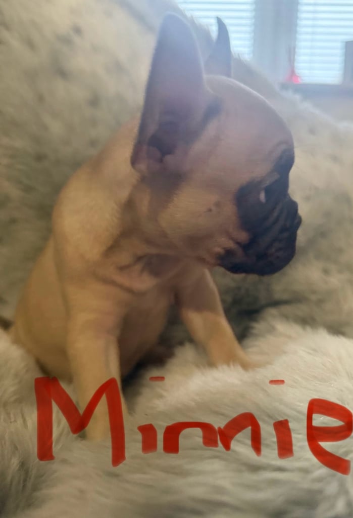  2 beautiful female Frenchie  x pug  pups left . ready for their forever homes 