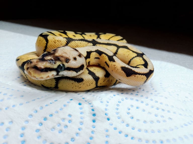image for Baby ball pythons
