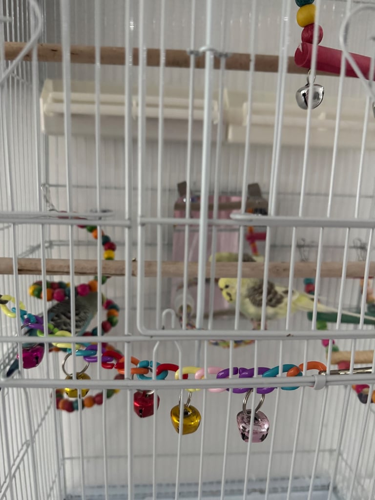 image for 2 budgies with full cage set up
