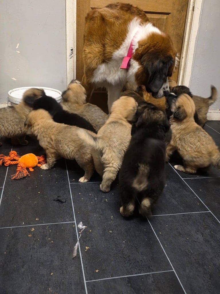 St Bernese mountain dog  X puppies