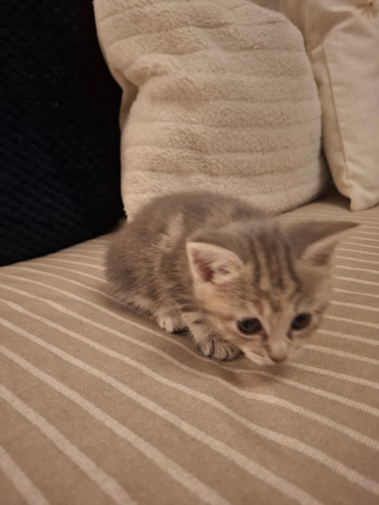 Kitten all sold pending collection 