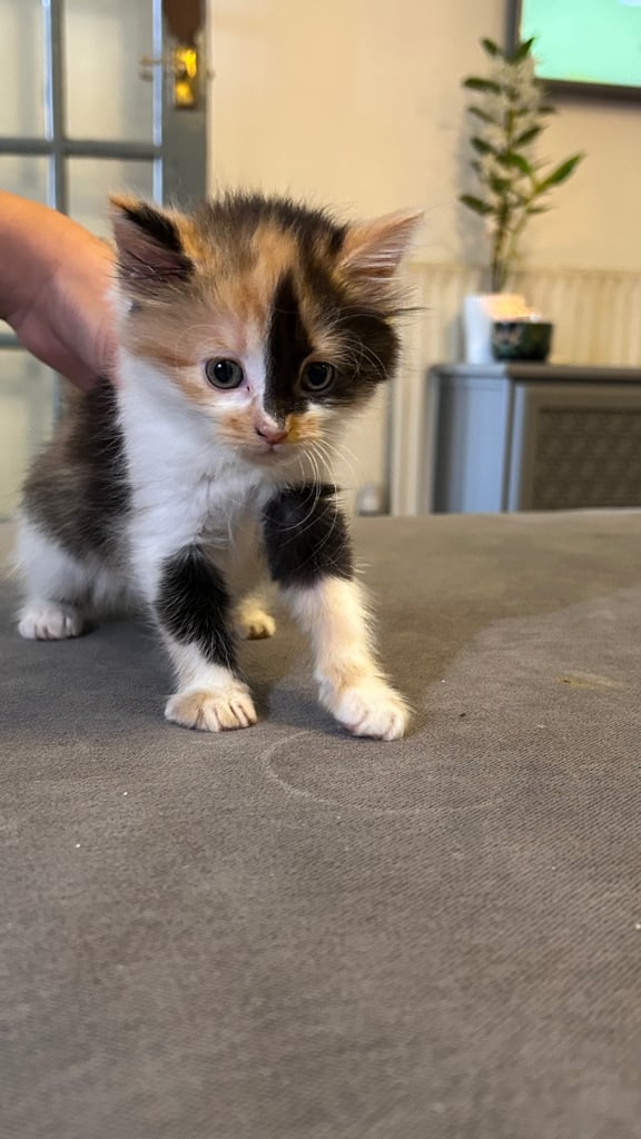 Fluffy Siberian Kittens 