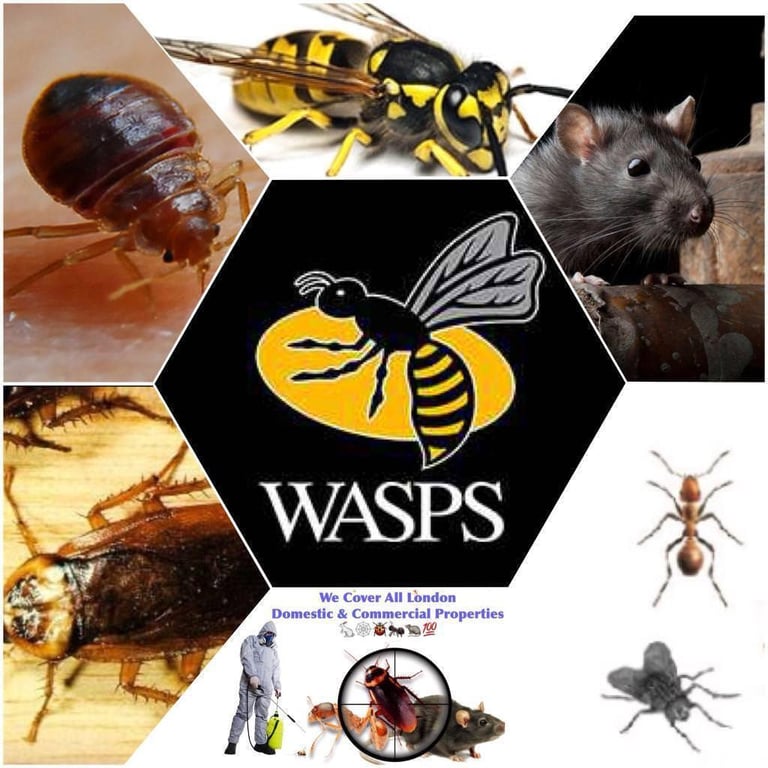 image for 100% Pest Control Rat Mice Bedbugs ants Wasps Extermination with Guarantee same day 