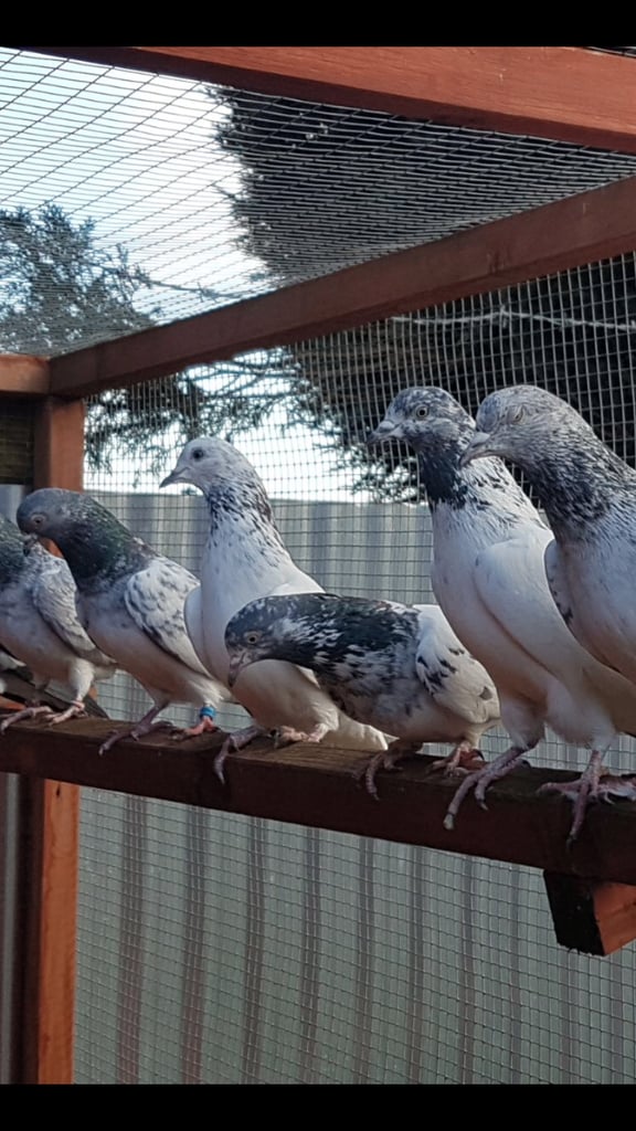 Pigeons for sale