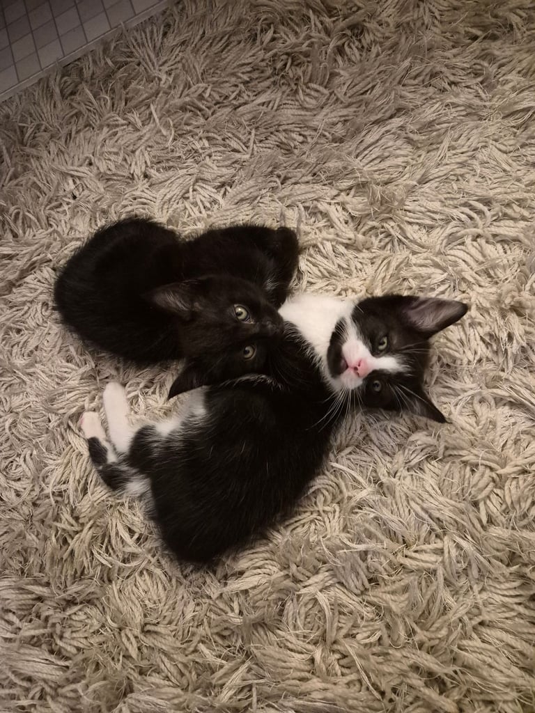 2 boy kittens 