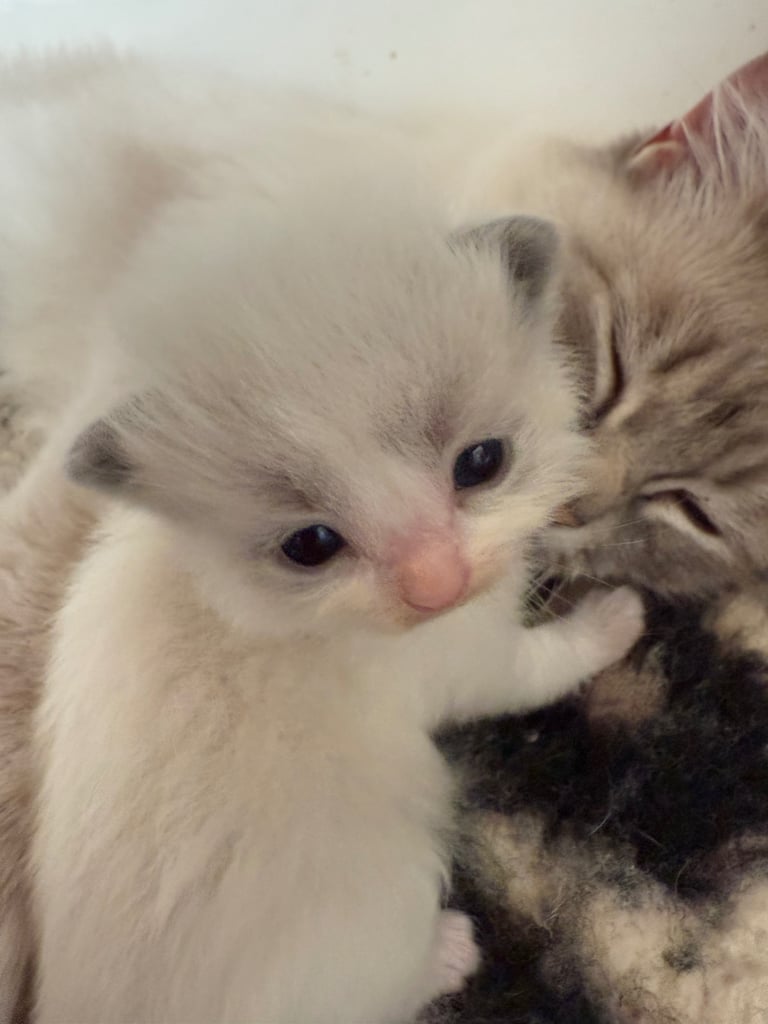 Gccf Ragdolls 🥇M&F 💙🩷 7wk 5 wk & 20wk kittens 