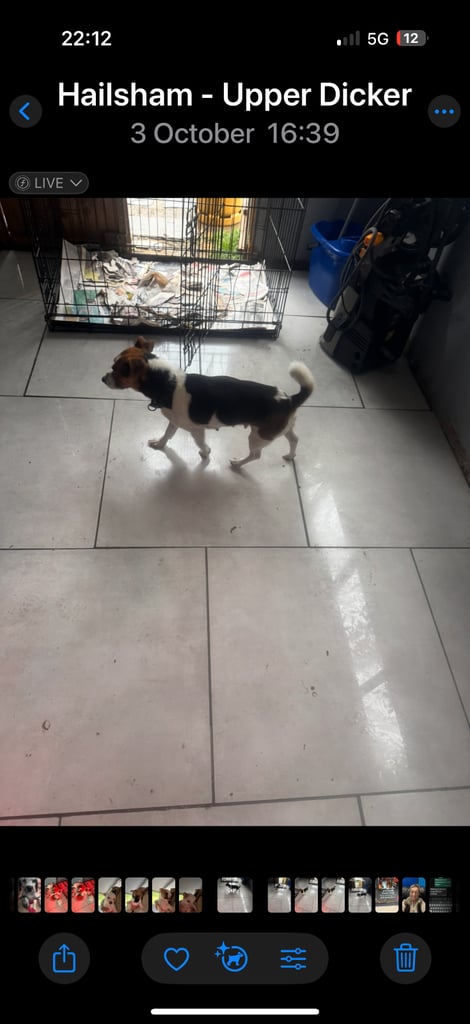 Jack Russel pups