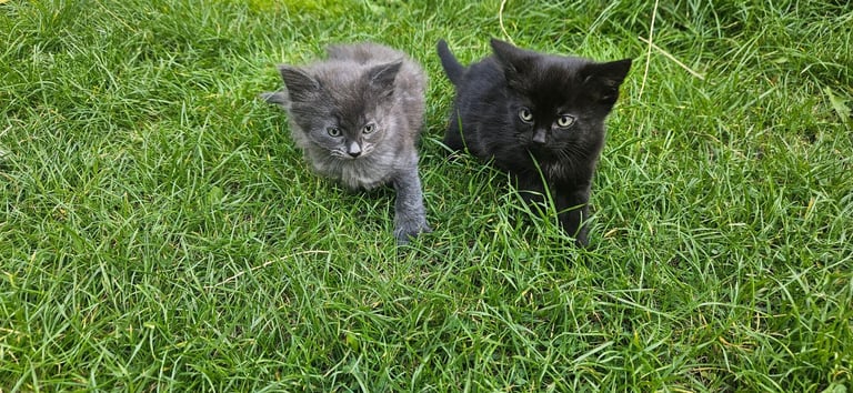 Grey and black kittens for sale