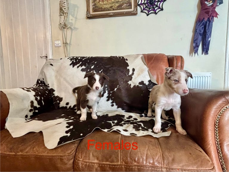 Stunning Merle Border Collie puppies.