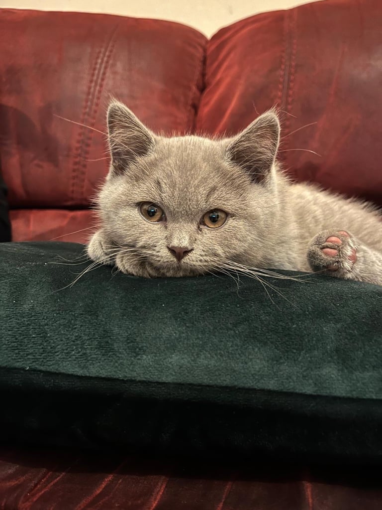 British Shorthair Kitten for Sale (Male)