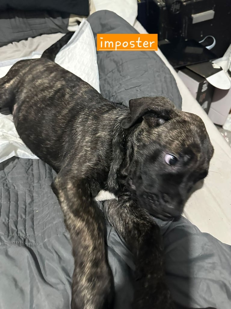Pure presa Canario, 2years 6month old