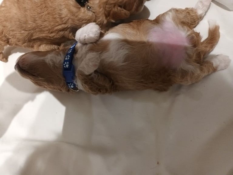 Poochon puppies